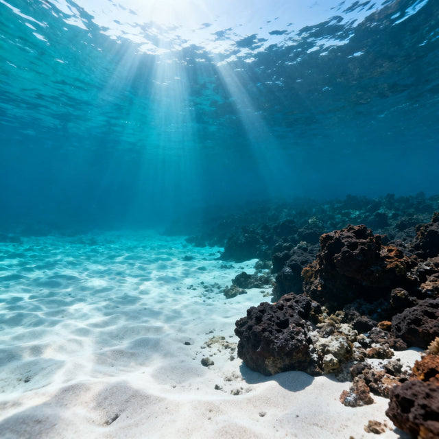 Diving Atlantis Fuerteventura