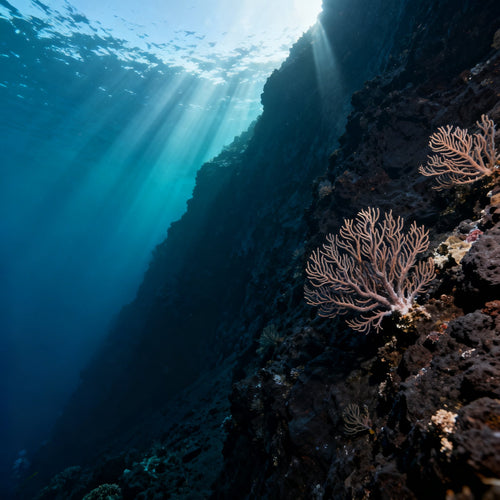 Buceo en Canarias — Curso Advanced en Gran Canaria — Zeus Dive Center